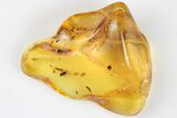 Fossil Fly (Diptera), Coprolite & Oak Hairs In Baltic Amber #197764-1